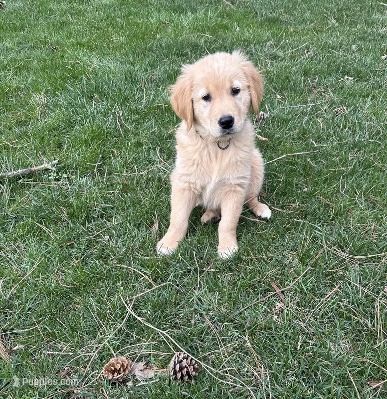 Razor – Golden Retriever puppy for sale in Plain City, OH