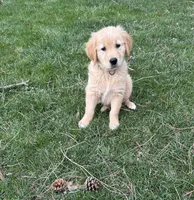 Razor, a male Golden Retriever for sale in Plain City, OH – Photo 1 of 3