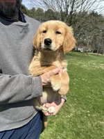Oakley, a male Golden Retriever for sale in Plain City, OH – Photo 5 of 6