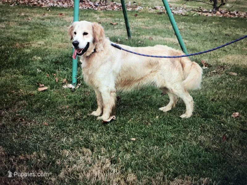 Thoren Oakenshield II (Rocky)