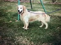 Thoren Oakenshield II (Rocky), a male Golden Retriever for sale in Plain City, OH – Photo 1 of 2