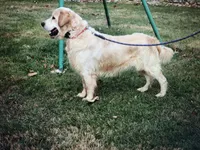 Thoren Oakenshield II (Rocky), a male Golden Retriever for sale in Plain City, OH – Photo 2 of 2
