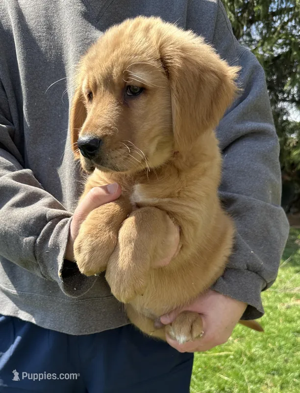 Sabo – Golden Retriever puppy for sale in Plain City, OH