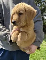 Sabo, a male Golden Retriever for sale in Plain City, OH – Photo 1 of 6