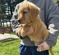 Sabo, a male Golden Retriever for sale in Plain City, OH – Photo 4 of 6