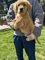 Sabo, a male Golden Retriever for sale in Plain City, OH – Photo 6 of 6