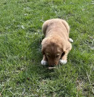 Socks, a male Golden Retriever for sale in Plain City, OH – Photo 2 of 2