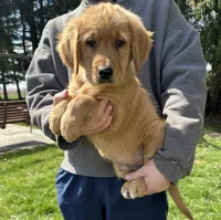 Sabo, a male Golden Retriever for sale in Plain City, OH – Photo 3 of 6