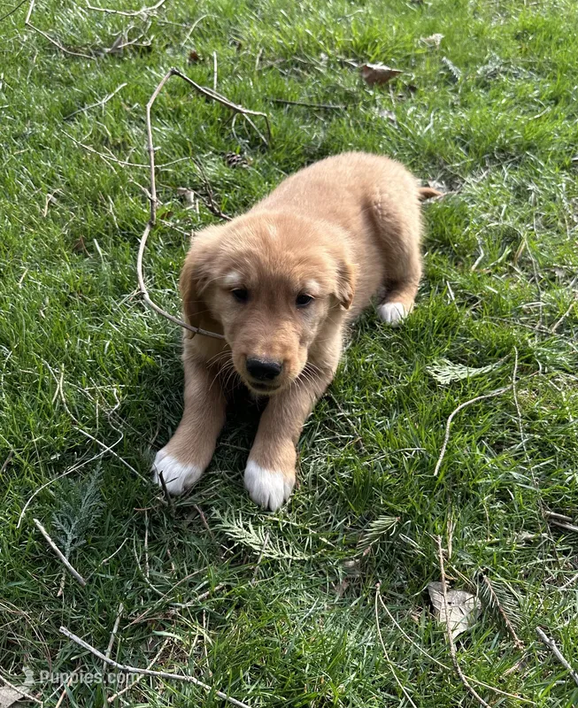 Socks – Golden Retriever puppy for sale in Plain City, OH