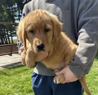 Sabo, a male Golden Retriever for sale in Plain City, OH – Photo 5 of 6