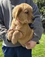 Sabo, a male Golden Retriever for sale in Plain City, OH – Photo 2 of 6