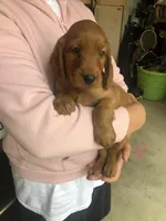 Pink, a female Irish Setter for sale in Plain City, OH – Photo 2 of 7