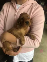Pink, a female Irish Setter for sale in Plain City, OH – Photo 3 of 7