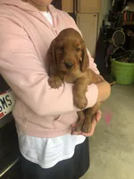 Pink, a female Irish Setter for sale in Plain City, OH – Photo 1 of 7