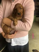 Pink, a female Irish Setter for sale in Plain City, OH – Photo 6 of 7