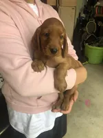 Pink, a female Irish Setter for sale in Plain City, OH – Photo 4 of 7
