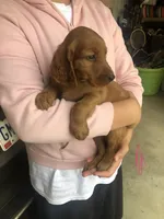 Pink, a female Irish Setter for sale in Plain City, OH – Photo 5 of 7
