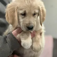 Max, a male Golden Retriever for sale in Plain City, OH – Photo 3 of 5