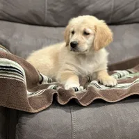 Max, a male Golden Retriever for sale in Plain City, OH – Photo 5 of 5