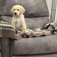 Max, a male Golden Retriever for sale in Plain City, OH – Photo 1 of 5