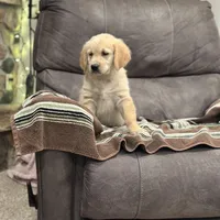 Max, a male Golden Retriever for sale in Plain City, OH – Photo 2 of 5