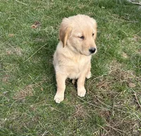 Gus, a male Golden Retriever for sale in Plain City, OH – Photo 2 of 3