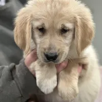 Max, a male Golden Retriever for sale in Plain City, OH – Photo 4 of 5