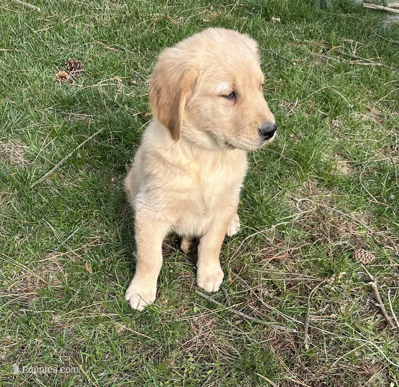 Gus, a male Golden Retriever for sale in Plain City, OH – Photo 1 of 3