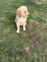 Gus, a male Golden Retriever for sale in Plain City, OH – Photo 3 of 3