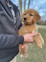 Sweetie, a female Golden Retriever for sale in Plain City, OH – Photo 2 of 5
