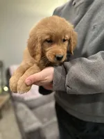 Mia , a female Golden Retriever for sale in Plain City, OH – Photo 2 of 4