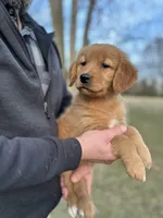 Sweetie, a female Golden Retriever for sale in Plain City, OH – Photo 3 of 5