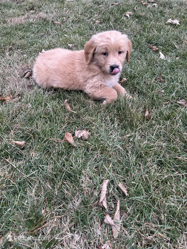 Molly, a female Golden Retriever for sale in Plain City, OH – Photo 1 of 5