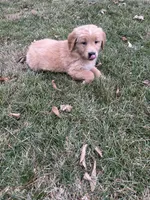 Molly, a female Golden Retriever for sale in Plain City, OH – Photo 1 of 5