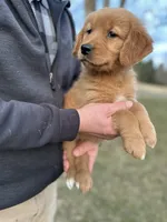 Sweetie, a female Golden Retriever for sale in Plain City, OH – Photo 4 of 5