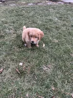 Molly, a female Golden Retriever for sale in Plain City, OH – Photo 5 of 5