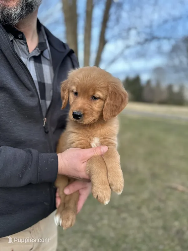 Sweetie, a female Golden Retriever for sale in Plain City, OH – Photo 1 of 5