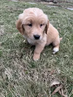 Molly, a female Golden Retriever for sale in Plain City, OH – Photo 2 of 5