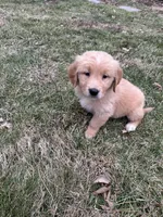Molly, a female Golden Retriever for sale in Plain City, OH – Photo 3 of 5