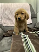 Mia , a female Golden Retriever for sale in Plain City, OH – Photo 1 of 4