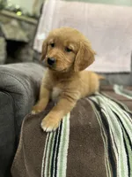 Mia , a female Golden Retriever for sale in Plain City, OH – Photo 4 of 4