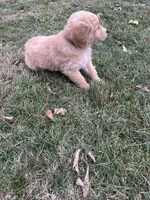 Molly, a female Golden Retriever for sale in Plain City, OH – Photo 4 of 5