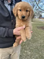 Sweetie, a female Golden Retriever for sale in Plain City, OH – Photo 5 of 5