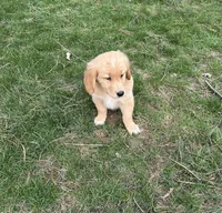 Oakley, a male Golden Retriever for sale in Plain City, OH – Photo 2 of 2