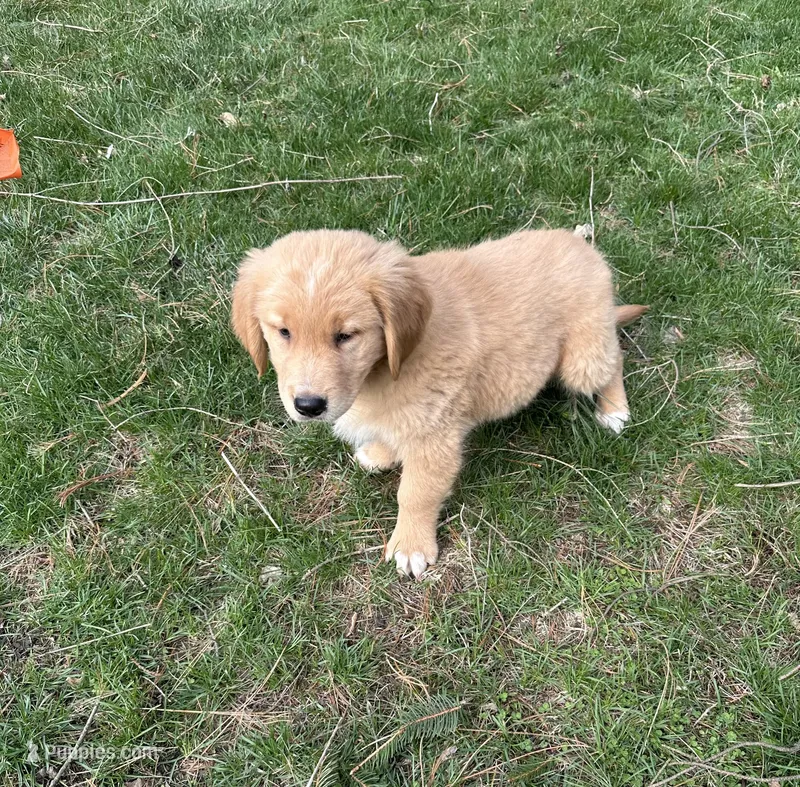 Oakley – Golden Retriever puppy for sale in Plain City, OH