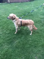 Daisy, a female Golden Retriever for sale in Plain City, OH – Photo 6 of 6