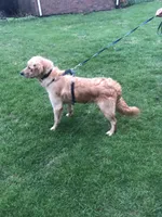 Daisy, a female Golden Retriever for sale in Plain City, OH – Photo 3 of 6