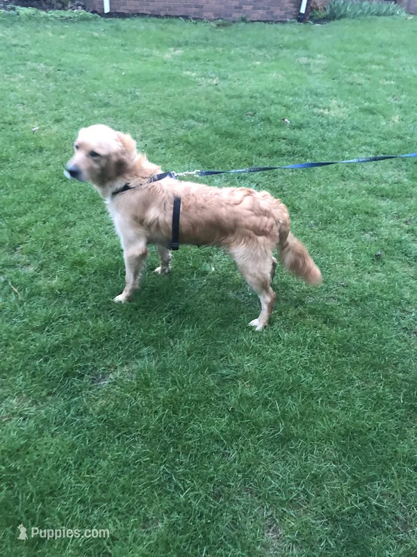 Daisy – Golden Retriever puppy for sale in Plain City, OH