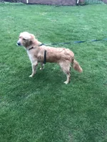 Daisy, a female Golden Retriever for sale in Plain City, OH – Photo 1 of 6