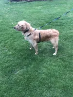 Daisy, a female Golden Retriever for sale in Plain City, OH – Photo 2 of 6
